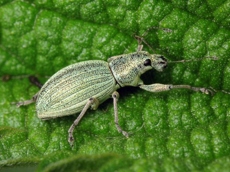 Eusomus ovulum Germar, 1824